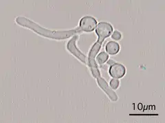 Germ tubes of Candida albicans