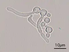 Candida Albicans Hyphal forms (filamentous projections called hyphaes emerging from round-to-oval forms)