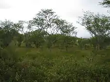 Scrubland with grasses and low bushes