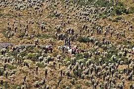 Horseriders on the Páramo