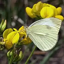 Cabbage White Butterfly (Pieris rapae) wings closed.  Montgomery County, PA.