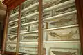 Cabinet 2 with fish fossils, the personal specialty of Winkler