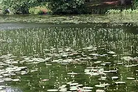 Infested area in flower (larger round leaves are another species)