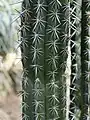 Spines