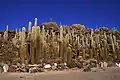 Habitat in Salar de Uyuni, Bolivia