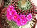 Flowers of the cactus Mammillaria sp. contain betalains.