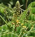 Guilandina bonduc flowers in Krishna Wildlife Sanctuary, Andhra Pradesh, India.