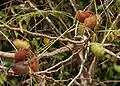 Guilandina bonduc fruit in Krishna Wildlife Sanctuary, Andhra Pradesh, India.