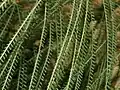 Leaflets of Parkinsonia aculeata