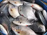 Cage-reared fish, My Tho, Mekong delta, Vietnam