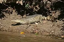 Spectacled caiman, Caiman crocodilus