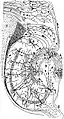 Drawing of the neural circuitry of the rodent hippocampus. Histologie du Système Nerveux de l'Homme et des Vertébrés, Vols. 1 and 2. A. Maloine. Paris. 1911