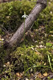 White fingers (C. chlorostyla), from New Zealand