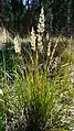 Calamagrostis rubescens 5