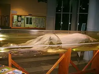 (?/?/2003)Giant squid on display at the Faculty of Marine Sciences, University of Vigo