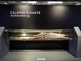 #447 (25/6/2001)Giant squid preserved at the Museo Nacional de Ciencias Naturales in Madrid