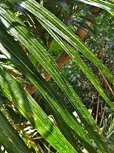 Leaflets showing needle-like spines on upper leaf surface