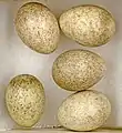 Eggs of  Calandrella brachydactyla  - MHNT