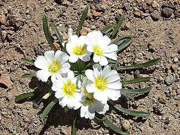 Calandrinia affinis