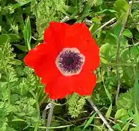 Cropped image of Anemone coronaria, aspect ratio 1.065, in which the flower fills most of the frame