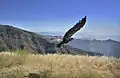 California condor released at Hopper Mountain National Wildlife Refuge