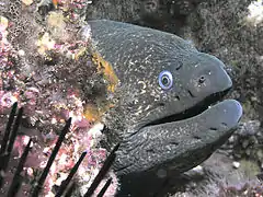 California moray eel