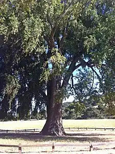 Giant California bay laurel by the creek in Rancho San Antonio County Park.