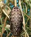 Pupa, dorsal view