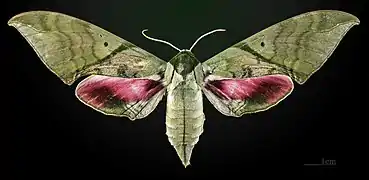 Female