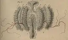 illustration of "Callianira hexagona"