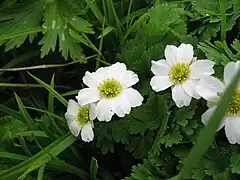 Callianthemeae:Callianthemum hondoense