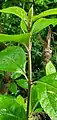 Stem of Callicarpa lamii in limestone secondary forest, Talofofo, Guam