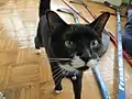 House trained domestic shorthair cat looking at the camera