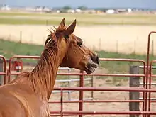 Head of a chestnut mare, in its paddock, head turned away, neighing.