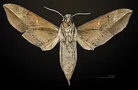 Female underside