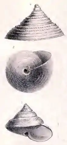 Illustration of "Calliostoma maurolici"