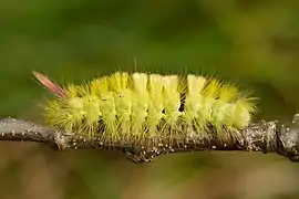 Caterpillar (yellow form)