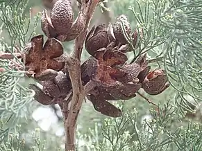 Mature fruit, Narrabri Shire