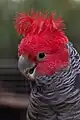 Gigi the gang-gang cockatoo