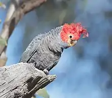 A grey parrot with a red head and crest