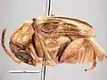 Callosobruchus phaseoli