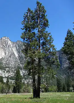 Calocedrus decurrens in Yosemite National Park
