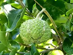 green fruit capsule