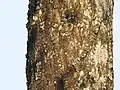 Tree bark