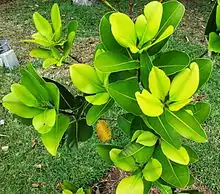 Photo of a green shrub