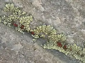 lichenicolous lichen Erichansenia epithallina (red) growing on the crustose Rhizoplaca novomexicana