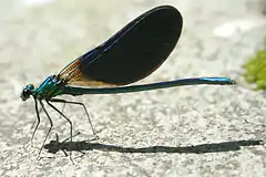 Calopteryx virgo meridionalis