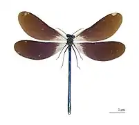 C. v. meridionalis. Mounted specimen