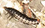 Calosoma sycophanta, larva