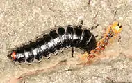 Calosoma sycophanta larva eating a Lymantria dispar larva